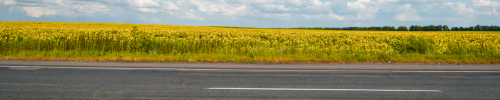 Horizontal road with yellow flowers in the background.