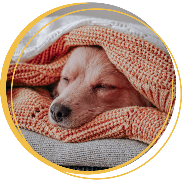 Dog sleeping in blanket.