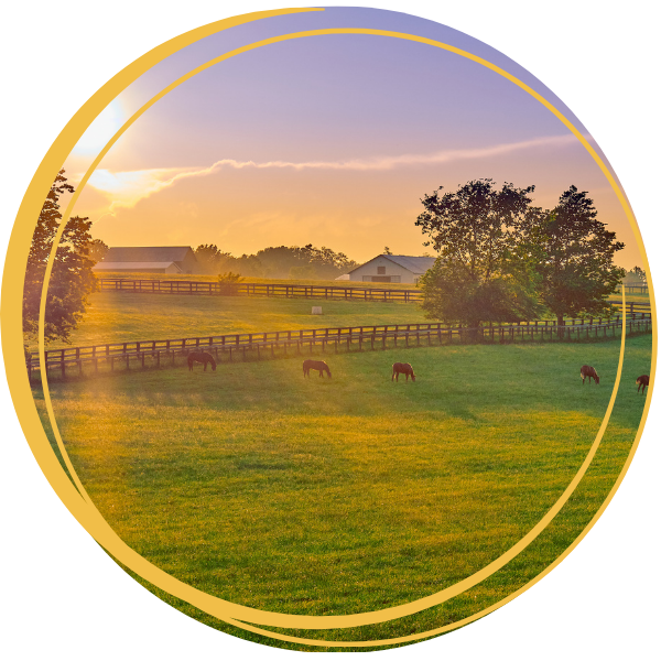 Landscape of field with horses and sun shining.