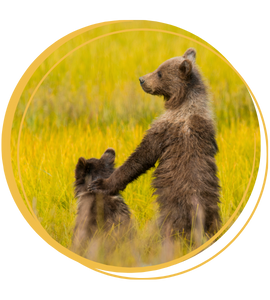 Image of a bear in a field with a cub.